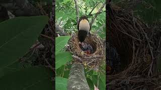 Day5 The cuckoo bird monopolizes the shrike birds nest and eat lizard tail杜鹃鸟独占伯劳鸟窝第5天，杜鹃鸟吃蜥蜴尾巴 [upl. by Nosnaj]