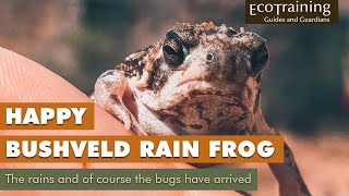 Bushveld Rain Frog  Very happy summer is here [upl. by Adlar]