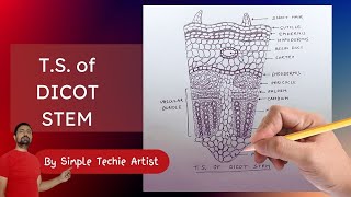 Drawing the Dicot Stem A Comprehensive Tutorial [upl. by Carol]