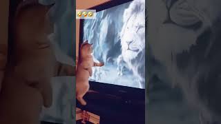 cat dog dogs cut cute love lovecats lovedogs funny virla viralvideo foryou foryoupage [upl. by Aliuqehs]