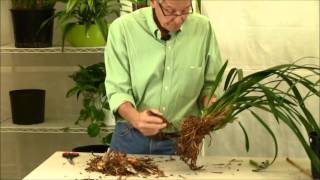 Repotting Cymbidium Orchids [upl. by Leifeste]