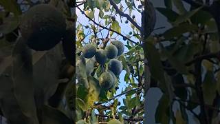 lamorinda 🥑avocado🥑 tree nov 2024 [upl. by Ennayelhsa]