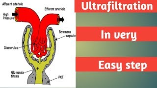 Ultrafiltration part 1 step of urine formation Excretion NEET [upl. by Annaigroeg]