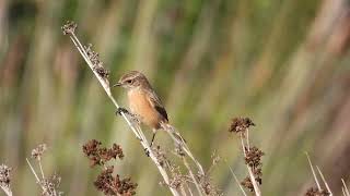 Common Stonechat Saltimpalo Saxicola torquata [upl. by Lazar]