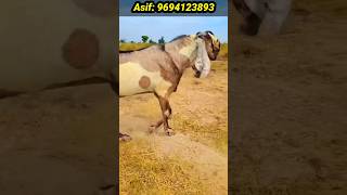 Top Quality ke 3 andu bakre for sale goat shortsyoutube shortvideo [upl. by Bowman]