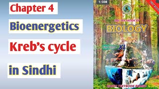 Krebs cycle class 11 biologyCitric acid cycle  Sindh board [upl. by Callery206]