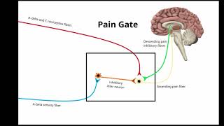 TENS Electrical stimulation for Pain Management [upl. by Leavitt]