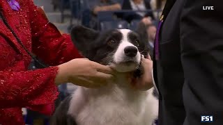 2023 Herding Group Judging [upl. by Adali857]