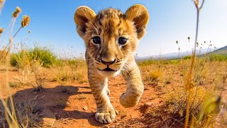 Baby Cute Animals Relaxing Music That Heals Stress Anxiety and Depressive Conditions Gentle Music [upl. by Romilly]