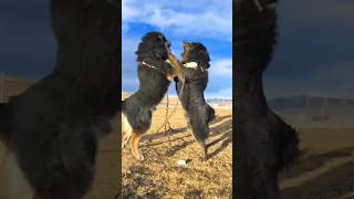 Tibetan Mastiff Showdown❤️🤞Tibetan Mastiffs vsHimalayan SheepdogsA Mountainous Matchuppitbulldog [upl. by Ruff]