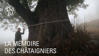 La culture et la récolte des châtaignes une tradition ancestrale [upl. by Sissie]