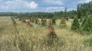 Christmas tree farms say drought is causing tree shortage [upl. by Ynor]