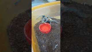 chromatopelma cyaneopubescens green bottle blue tarantula [upl. by Huggins737]