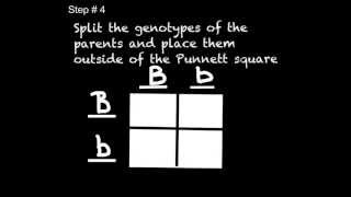 Punnett Square Practice [upl. by Harve]