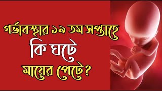 গর্ভাবস্থার ১৯ তম সপ্তাহ। 19 Week Pregnancy bangla । Pregnancy Week by Week Bangla [upl. by Anaujit]