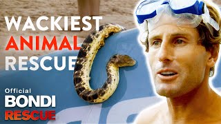 WACKIEST Animal Rescues on Bondi Rescue [upl. by Mella]