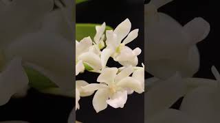 Rhynchostylis gigantea var Alba orchid flowers [upl. by Isabella232]