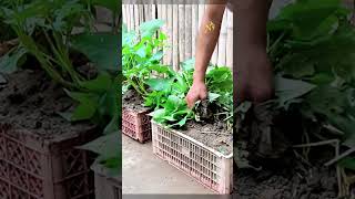 AMAZING Sweet Potato Yield in Container Gardens [upl. by Brier435]