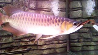 RTG Arowana eats Scolopendrid aka lipan bara [upl. by Sutherland]