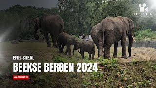 Beekse Bergen 2024 BeekseBergen [upl. by Janene]