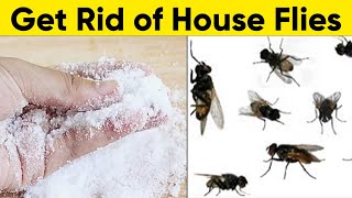 A Natural Way to Get Rid of House Flies 1 Minute Only [upl. by Ariik]