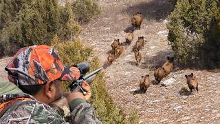 20 Amazing Wild Boar Hunts in 12 Minutes Breathtaking Moments HOG Invasion hunting wildboar [upl. by Ailenroc]