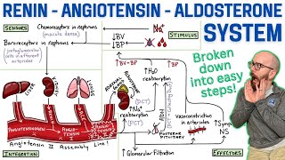 ReninAngiotensinAldosterone System RAA System  Made easy with a stepbystep explanation [upl. by Atsev]