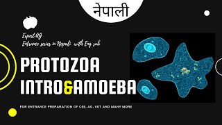 protozoa  phylum protozoa characters and classification explained in nepali [upl. by Prisca]