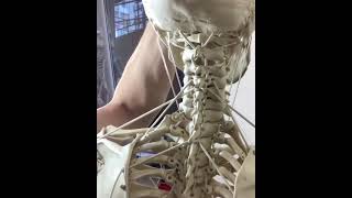 Functional Anatomy of the Hyoid Bone on the Skeleton Model  BONEMANpro [upl. by Ecertal862]