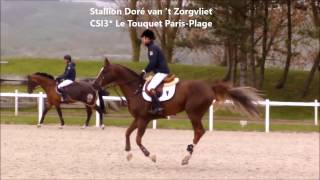 2024 Stallion DOREE van de Moskifarm [upl. by Inhsor637]