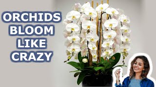 Your Orchid Will Bloom all Year Round 7 Growing Orchids Tips You Should Know  iKnow [upl. by Llemej]