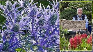 CHARDONS BLEUS VIVACES ÉPINEUSES TRÈS GRAPHIQUES ET DE CULTURE FACILE Le Quotidien du Jardin N°394 [upl. by Dnalyr]