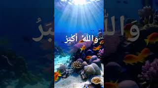 Beautiful zikr trending shorts youtubeshorts [upl. by Zebulon617]