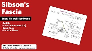 Sibsons Fascia  Supra Pleural Membrane  Thorax Anatomy  TCML [upl. by Aztilem825]