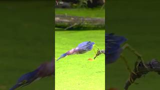 See how the great blue heron catches small fish nature birds [upl. by Yblok250]