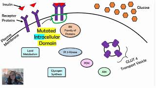 Changes in Signal Transduction Pathways AP Biology 44 [upl. by Aiht]