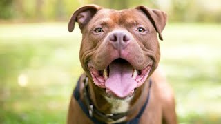 Debunking 10 Myths About Pit Bulls You Must Know [upl. by Worth349]