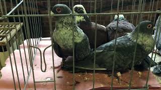 Fancy Pigeons For sale at Rhinebeck Pigeon Show [upl. by Lelah651]