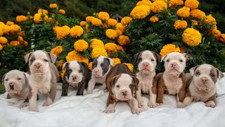 Gorgeous Litter of Olde English Bulldogge Puppies Located in Pennsylvania [upl. by Enelam838]