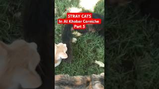 STRAY CATS In Al Khobar Corniche Part 5  shorts cats kittens alkhobar corniche saudiarabia [upl. by Itirp505]