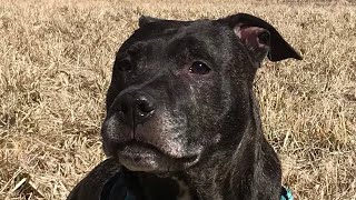 American Staffordshire terrier  American Pit Bull Terrier  relaxing [upl. by Eirb]