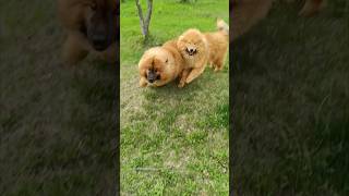 Eurasier shorts eurasier dog animal евразиер [upl. by Monahan]