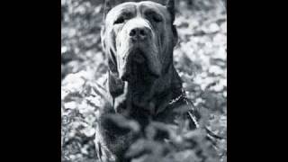 Storia del Cane Presa Mastino Napoletano [upl. by Amein940]