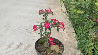 Adenium Obesum [upl. by Roice459]