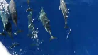 Clymene Dolphins aka Spinner Dolphins Stenella clymene Swimming and Jumping [upl. by Sayres]