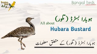 Houbara bustard تلور information in Urdu and Hindi  Asian Houbara Bustard  Desert Bird [upl. by Reginauld]