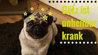 Hund Götz hat Epilepsie  Der Anfall die Diagnose die Medikamente [upl. by Irtak]