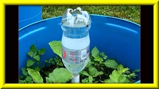 Soda Bottle Watering System For Growing Plants In Containers [upl. by Seligmann]