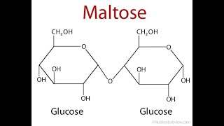 FORMATION OF MALTOSE [upl. by Wallas984]