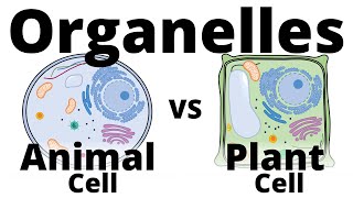 Plant Cell vs Animal Cell [upl. by Einhpets]